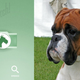 Imagen para el artículo titulado Averigua de qué raza es tu perro con esta nueva aplicación de Microsoft